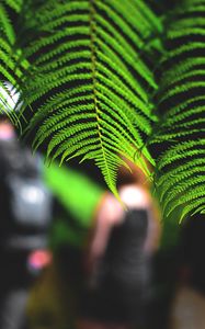 Preview wallpaper leaves, fern, macro, green