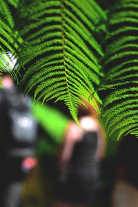 Preview wallpaper leaves, fern, macro, green