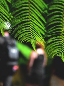 Preview wallpaper leaves, fern, macro, green