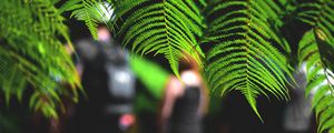 Preview wallpaper leaves, fern, macro, green