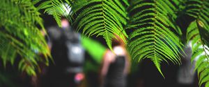 Preview wallpaper leaves, fern, macro, green