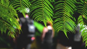 Preview wallpaper leaves, fern, macro, green