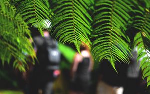 Preview wallpaper leaves, fern, macro, green