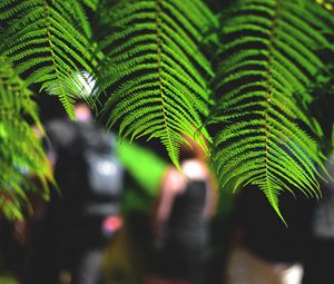 Preview wallpaper leaves, fern, macro, green