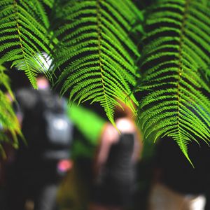 Preview wallpaper leaves, fern, macro, green