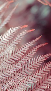 Preview wallpaper leaves, fern, plant, macro, closeup