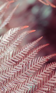 Preview wallpaper leaves, fern, plant, macro, closeup