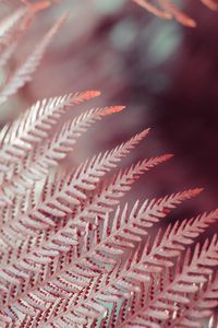 Preview wallpaper leaves, fern, plant, macro, closeup