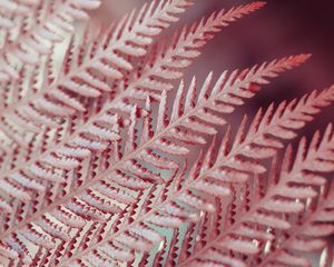 Preview wallpaper leaves, fern, plant, macro, closeup