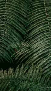 Preview wallpaper leaves, fern, plant, green