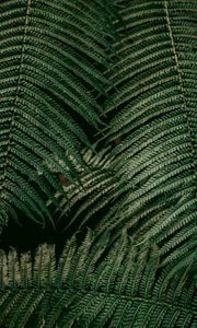 Preview wallpaper leaves, fern, plant, green