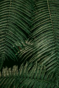 Preview wallpaper leaves, fern, plant, green