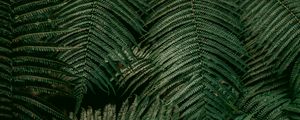 Preview wallpaper leaves, fern, plant, green