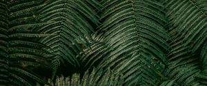 Preview wallpaper leaves, fern, plant, green