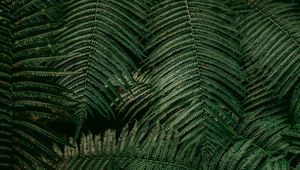 Preview wallpaper leaves, fern, plant, green
