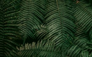 Preview wallpaper leaves, fern, plant, green