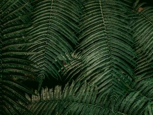 Preview wallpaper leaves, fern, plant, green