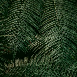 Preview wallpaper leaves, fern, plant, green