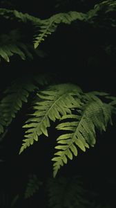 Preview wallpaper leaves, fern, plant, green, macro