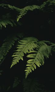 Preview wallpaper leaves, fern, plant, green, macro