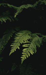 Preview wallpaper leaves, fern, plant, green, macro