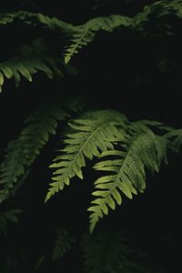 Preview wallpaper leaves, fern, plant, green, macro