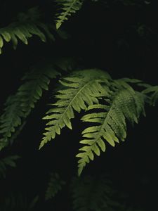 Preview wallpaper leaves, fern, plant, green, macro