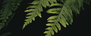 Preview wallpaper leaves, fern, plant, green, macro