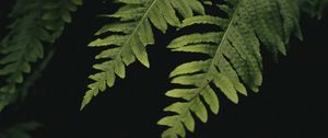 Preview wallpaper leaves, fern, plant, green, macro