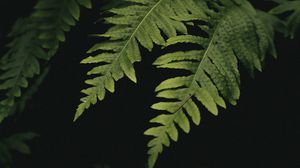 Preview wallpaper leaves, fern, plant, green, macro