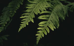 Preview wallpaper leaves, fern, plant, green, macro