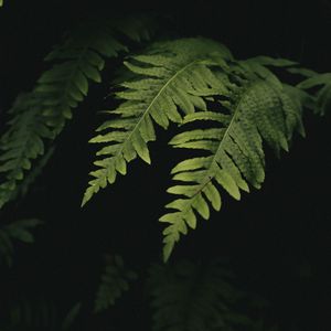 Preview wallpaper leaves, fern, plant, green, macro