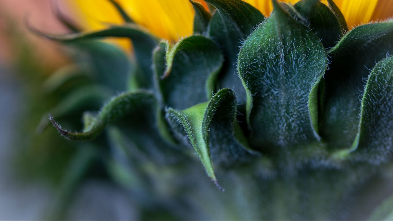 Wallpaper leaves, flower, macro, green