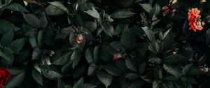 Preview wallpaper leaves, flowers, green, dark, flora