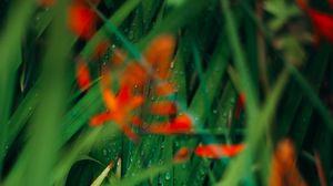 Preview wallpaper leaves, flowers, plant, drops, water