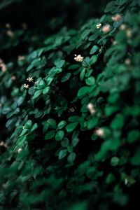 Preview wallpaper leaves, flowers, plant, green, white, macro