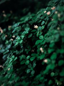 Preview wallpaper leaves, flowers, plant, green, white, macro