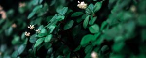 Preview wallpaper leaves, flowers, plant, green, white, macro