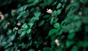 Preview wallpaper leaves, flowers, plant, green, white, macro