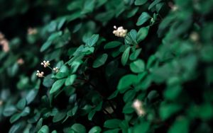Preview wallpaper leaves, flowers, plant, green, white, macro