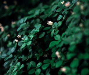 Preview wallpaper leaves, flowers, plant, green, white, macro