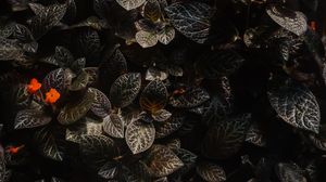 Preview wallpaper leaves, flowers, plants, macro