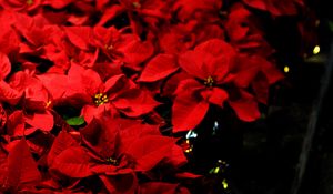 Preview wallpaper leaves, flowers, red, plants
