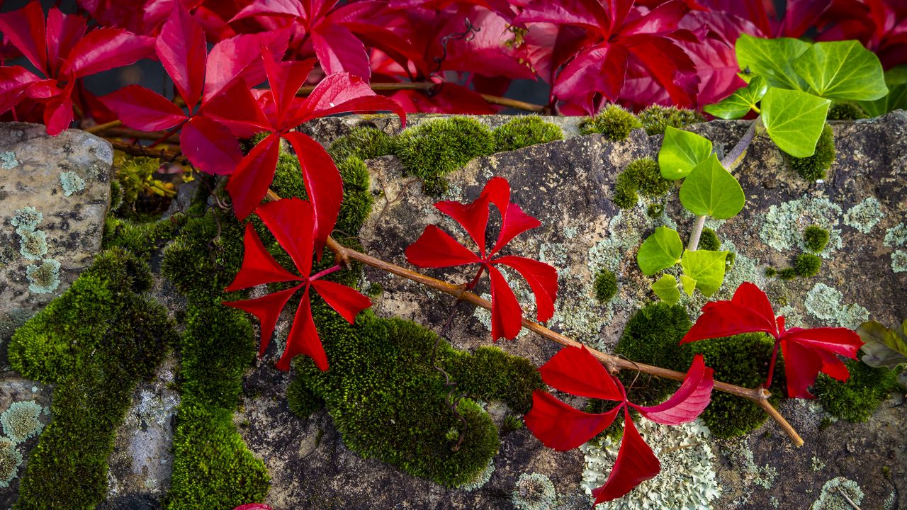 Wallpaper leaves, flowers, red, plants, moss