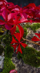 Preview wallpaper leaves, flowers, red, plants, moss