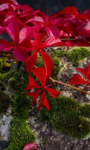 Preview wallpaper leaves, flowers, red, plants, moss