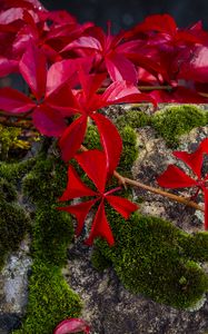 Preview wallpaper leaves, flowers, red, plants, moss