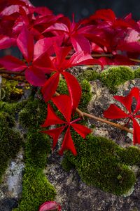 Preview wallpaper leaves, flowers, red, plants, moss