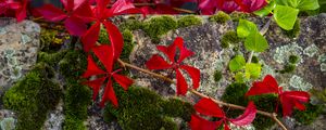 Preview wallpaper leaves, flowers, red, plants, moss