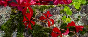 Preview wallpaper leaves, flowers, red, plants, moss